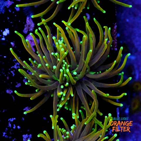 Euphyllia dragon soul