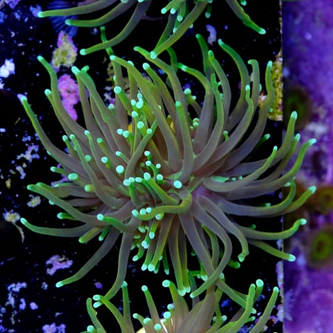 Euphyllia dragon soul