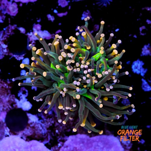 Euphyllia torch peach tip  1