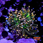 Euphyllia torch peach tip  1