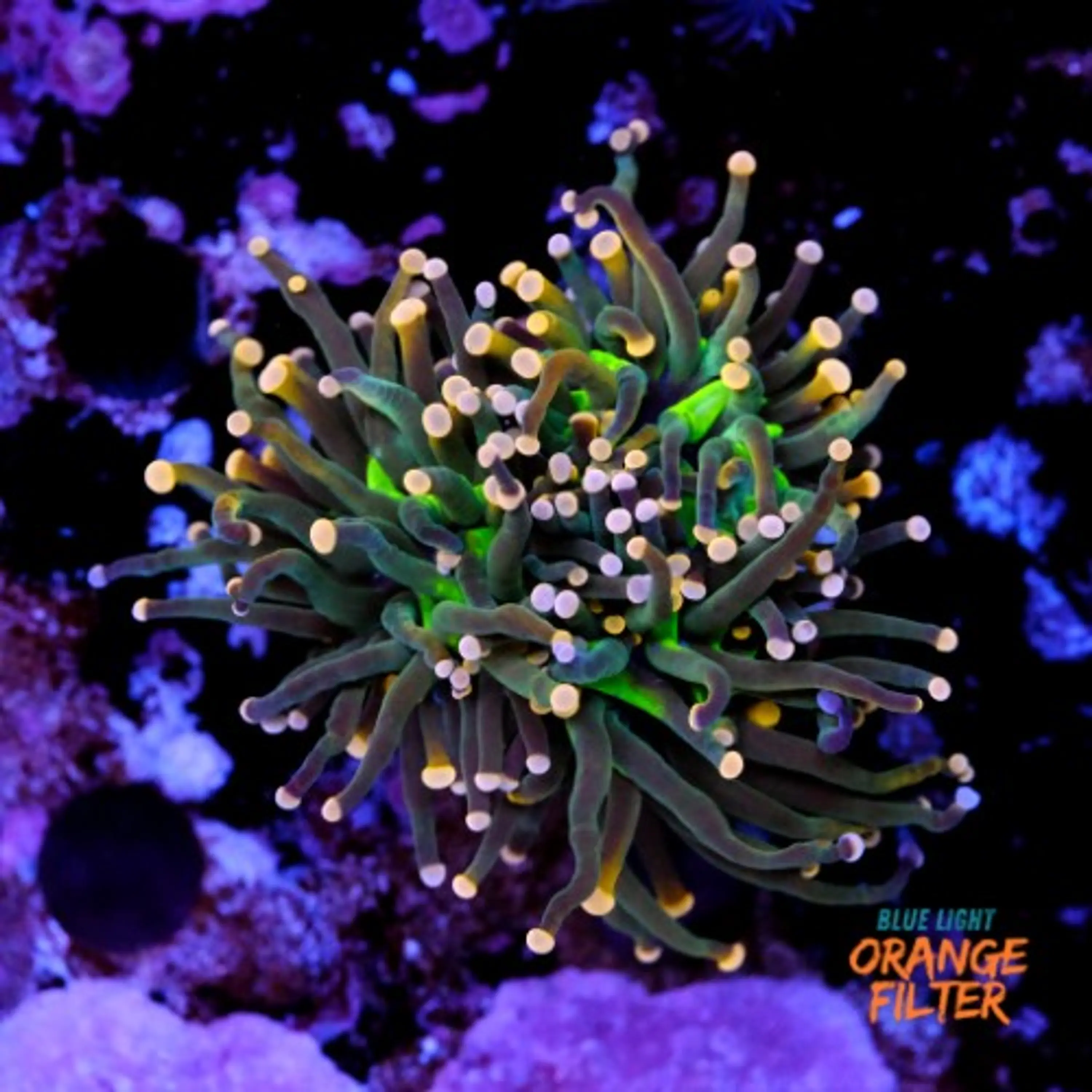 Euphyllia torch peach tip 