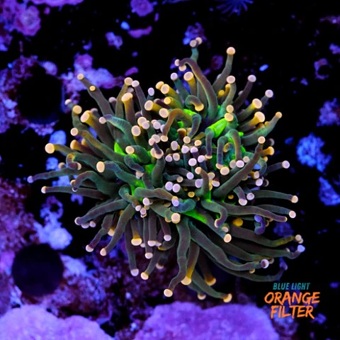 Euphyllia torch peach tip 