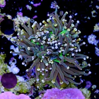 Euphyllia torch peach tip  2