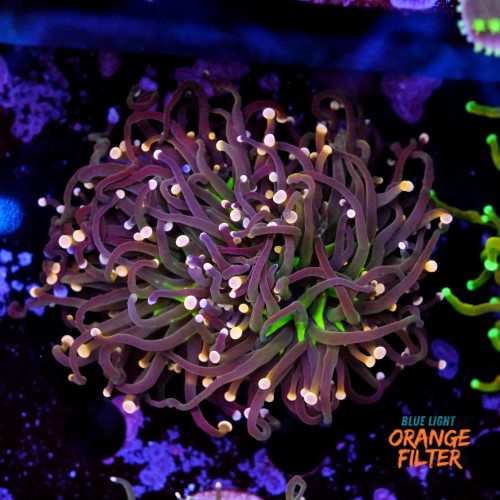 Euphyllia torch peach tip  1