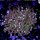 Euphyllia torch peach tip  2