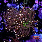 Euphyllia torch peach tip  1