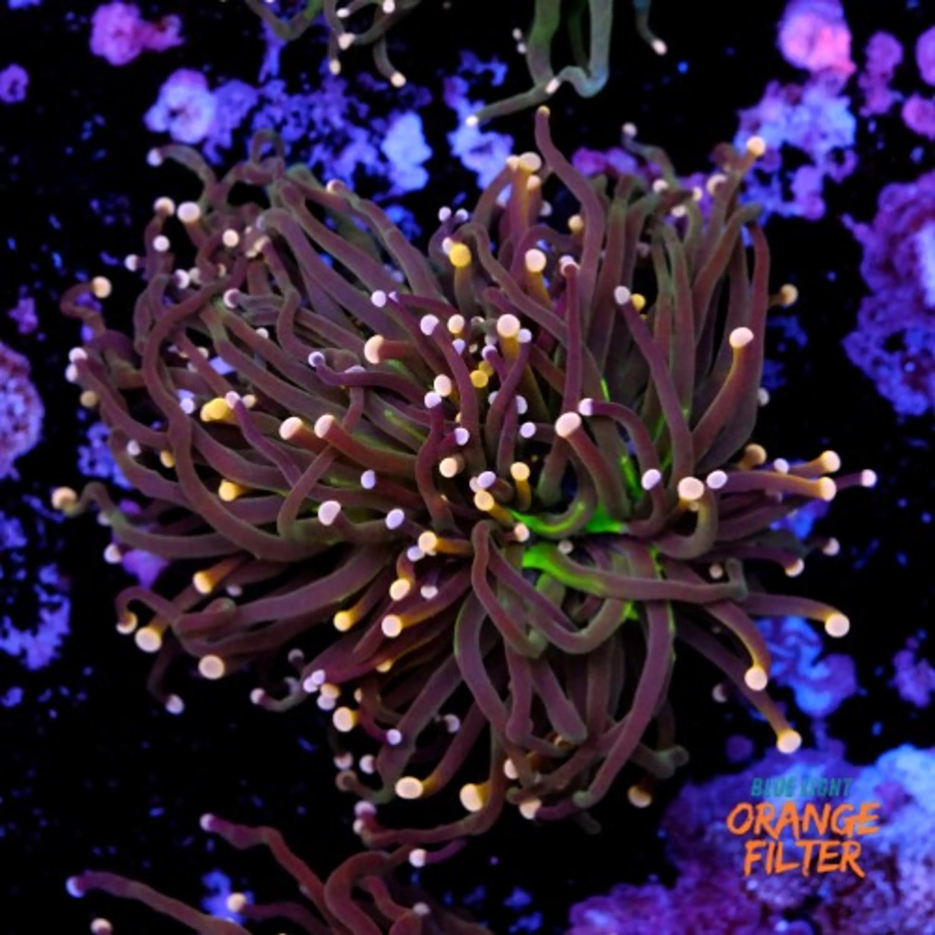 Euphyllia torch peach tip 