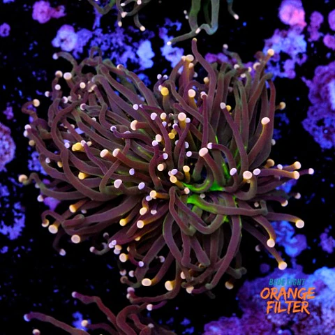 Euphyllia torch peach tip 
