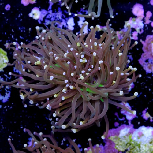 Euphyllia torch peach tip  2