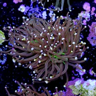 Euphyllia torch peach tip  2