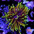 Euphyllia dragon soul 1
