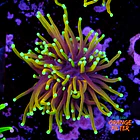 Euphyllia dragon soul 1