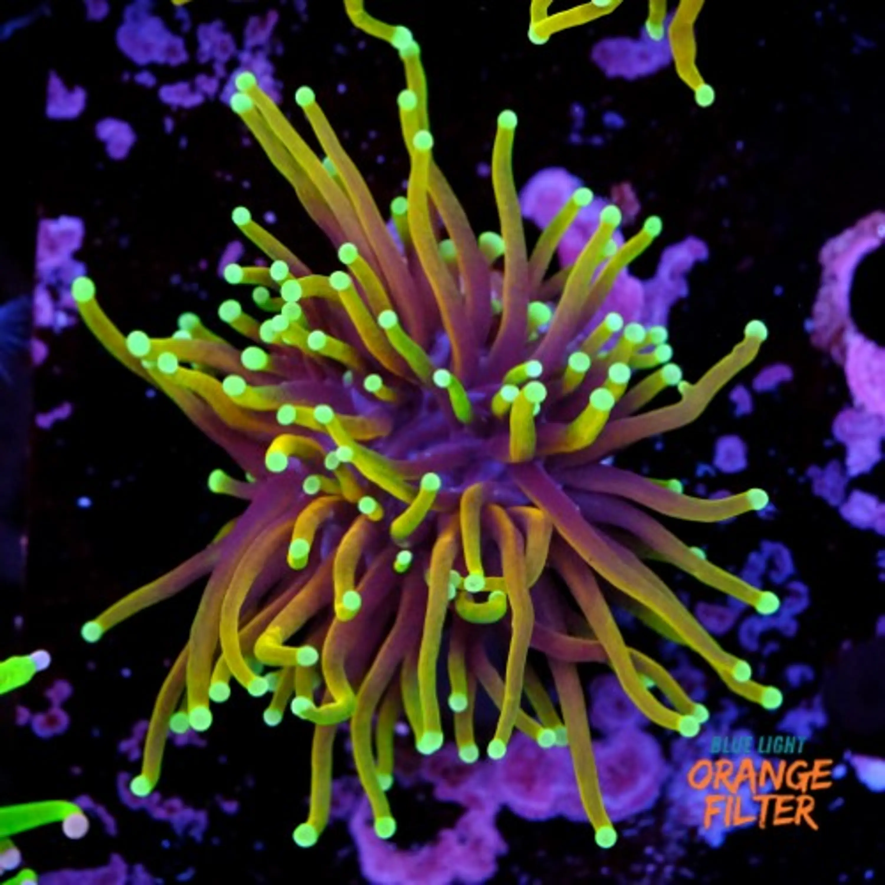 Euphyllia dragon soul