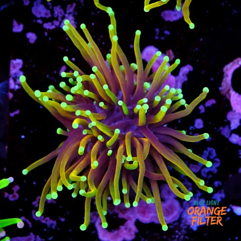 Euphyllia dragon soul
