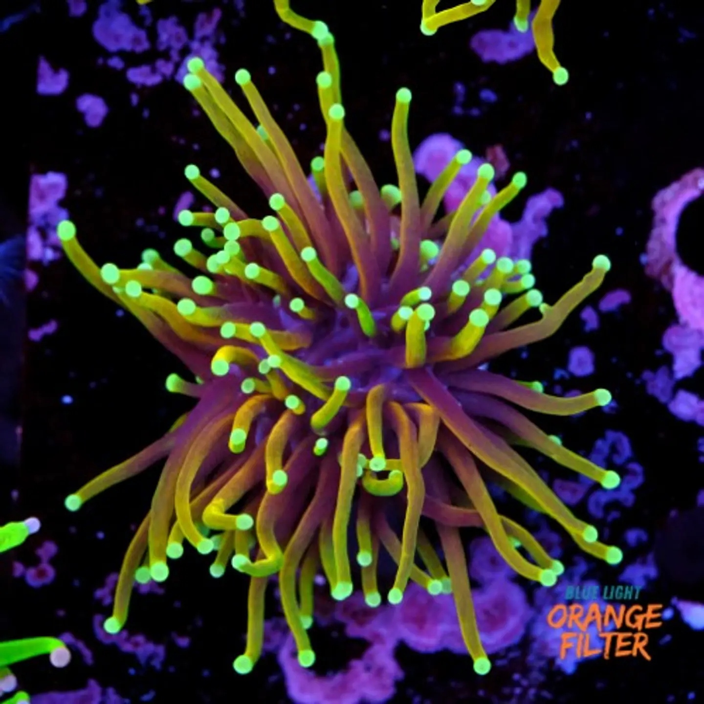 Euphyllia dragon soul 1