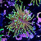 Euphyllia dragon soul - Thumbnail 2