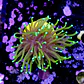 Euphyllia dragon soul - Thumbnail 2