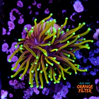 Euphyllia dragon soul 1