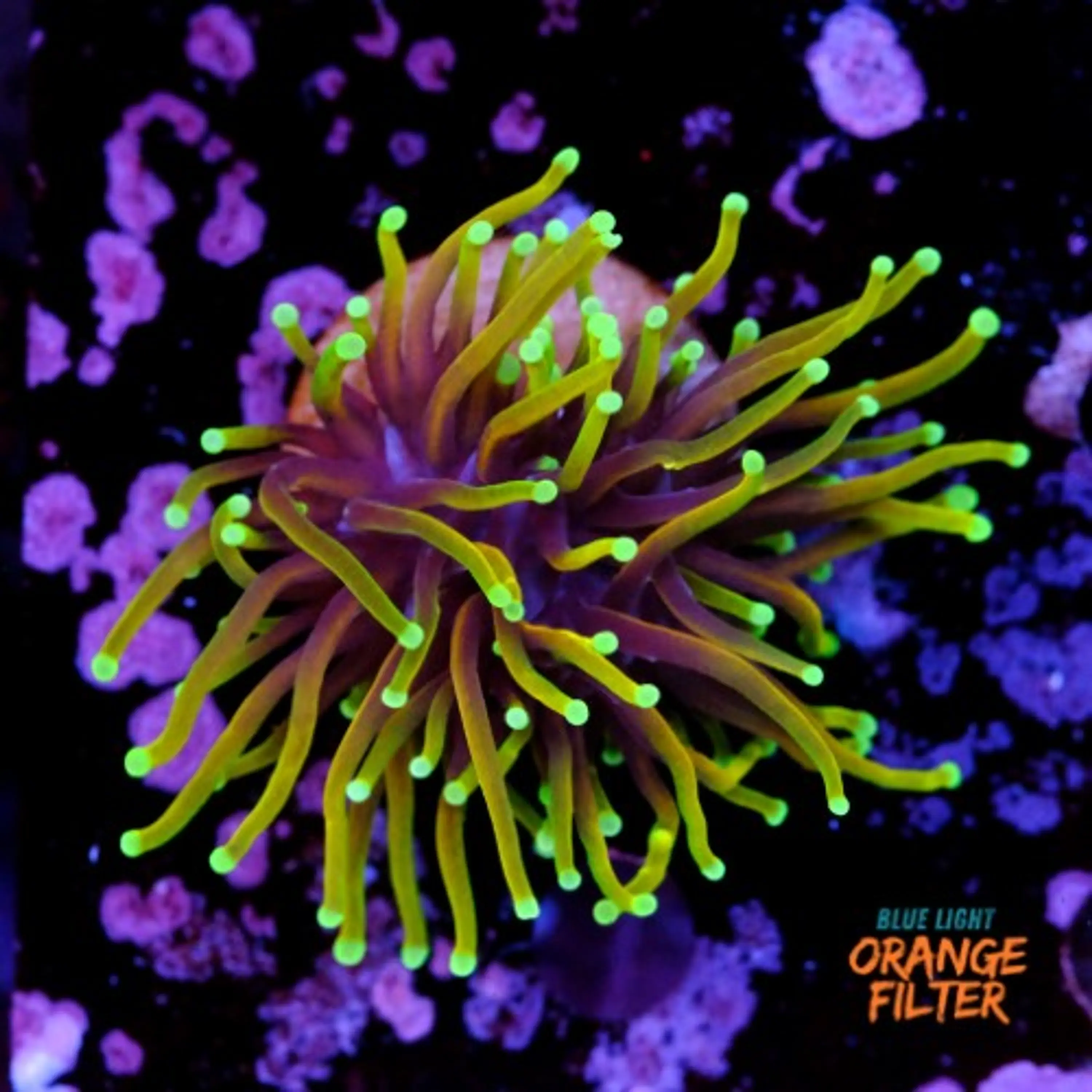 Euphyllia dragon soul