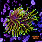 Euphyllia dragon soul - Thumbnail 1
