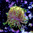 Euphyllia dragon soul 2