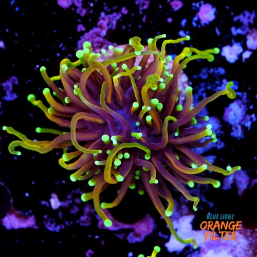 Euphyllia dragon soul 1