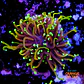 Euphyllia dragon soul - Thumbnail 1