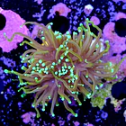 Euphyllia dragon soul 2