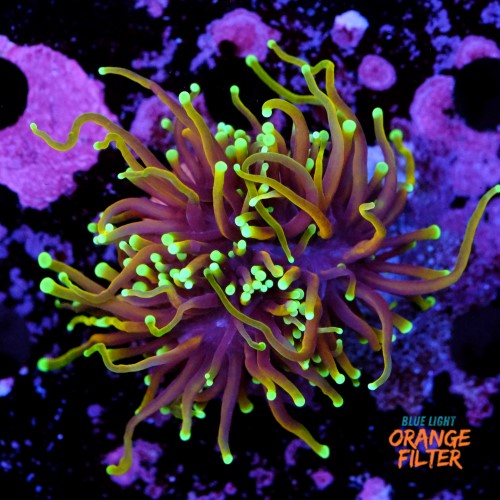 Euphyllia dragon soul 1