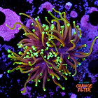 Euphyllia dragon soul 1