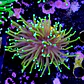 Euphyllia dragon soul - Thumbnail 2