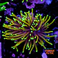 Euphyllia dragon soul - Thumbnail 1