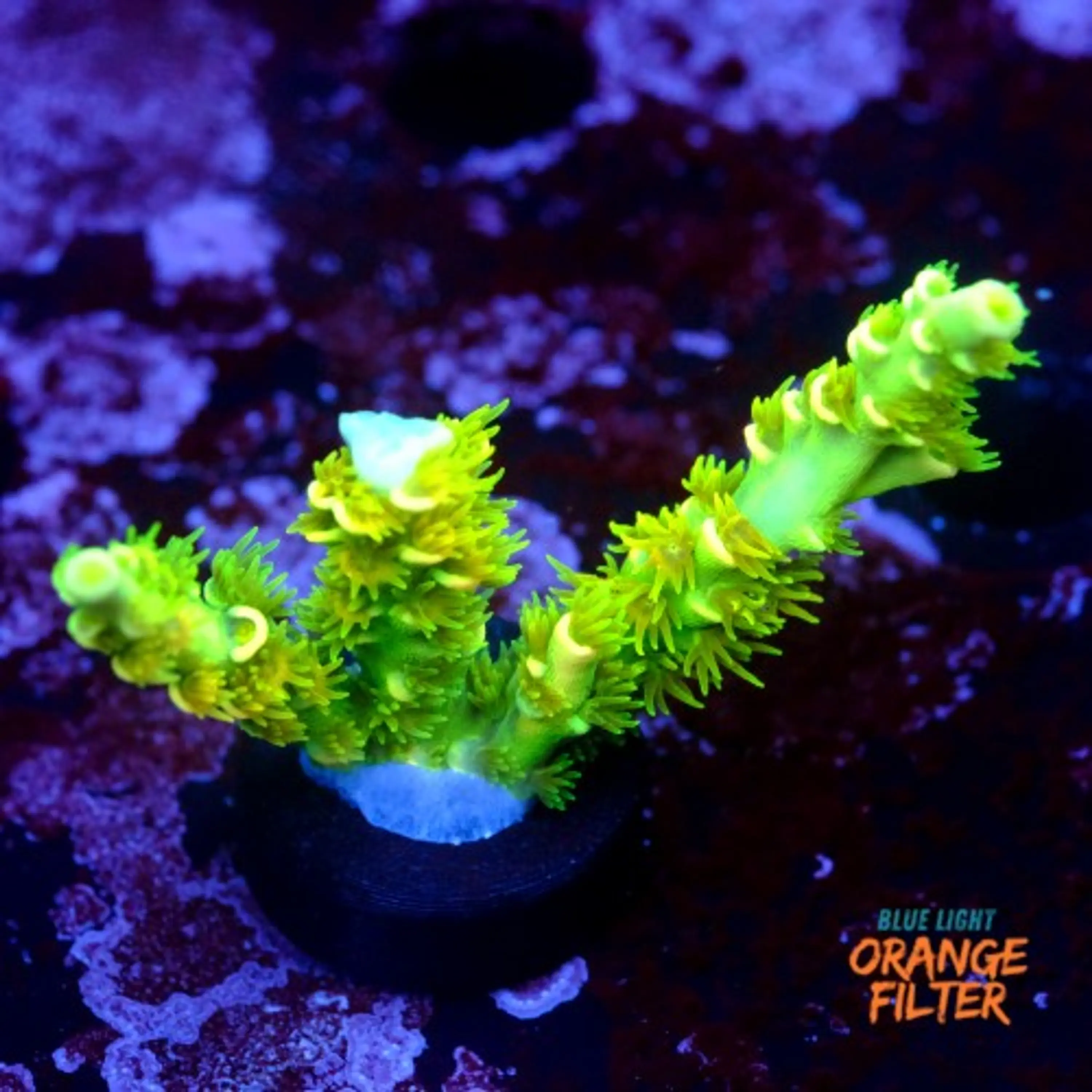 Acropora peter pan