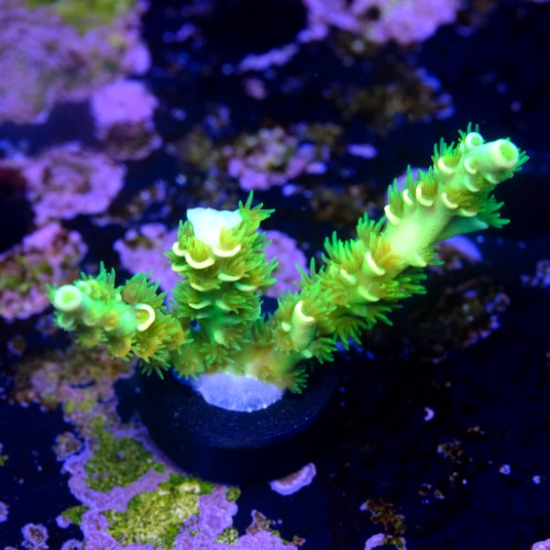 Acropora peter pan 2