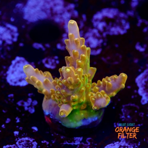 Acropora goldfinger 1