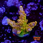 Acropora goldfinger - Thumbnail 1