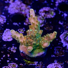 Acropora goldfinger 2