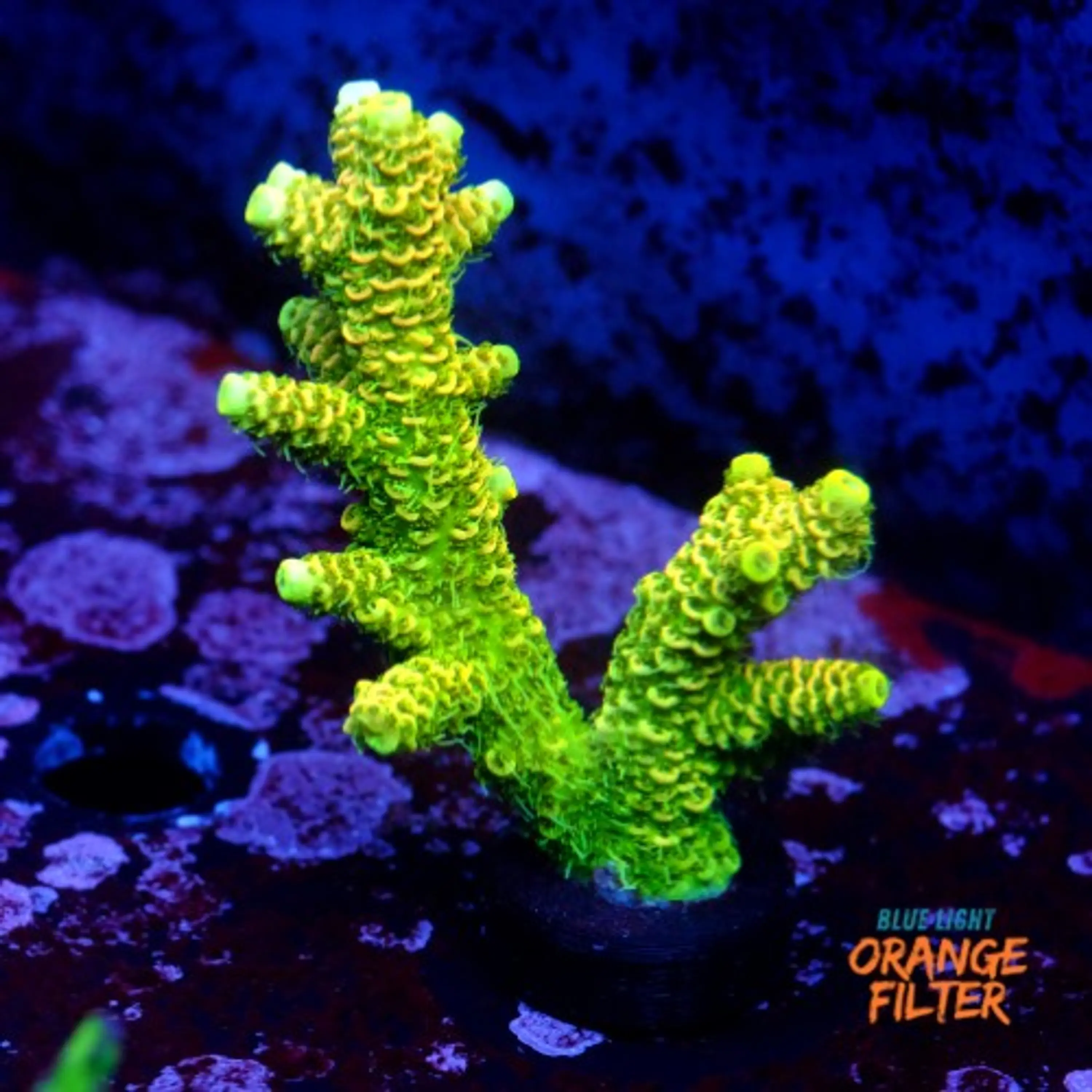Acropora millepora og sunset 