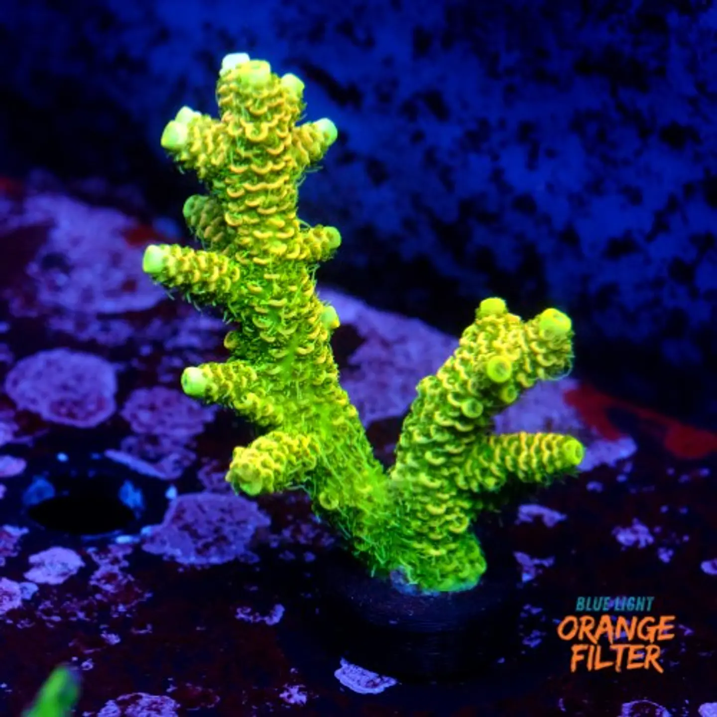 Acropora millepora og sunset  1