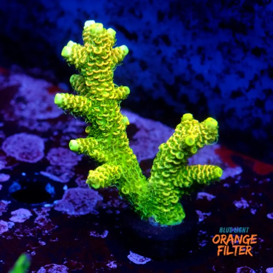 Acropora millepora og sunset  1