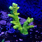 Acropora millepora og sunset  - Thumbnail 2