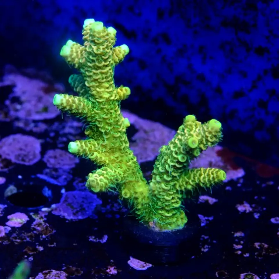 Acropora millepora og sunset  2