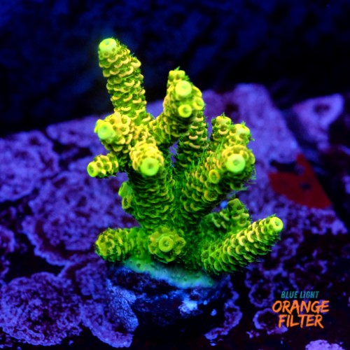 Acropora millepora og sunset  1