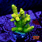 Acropora millepora og sunset  1