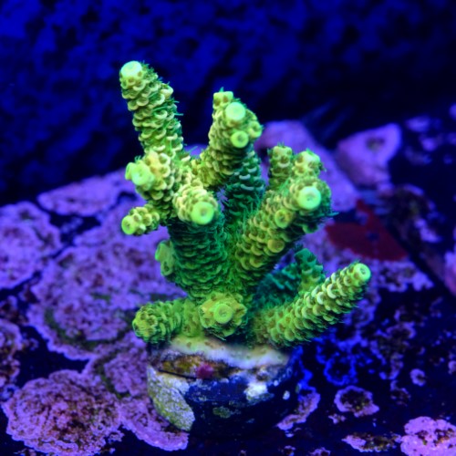 Acropora millepora og sunset  2