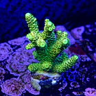 Acropora millepora og sunset  2