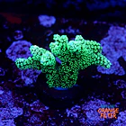 Seriatopora caledrium green 1
