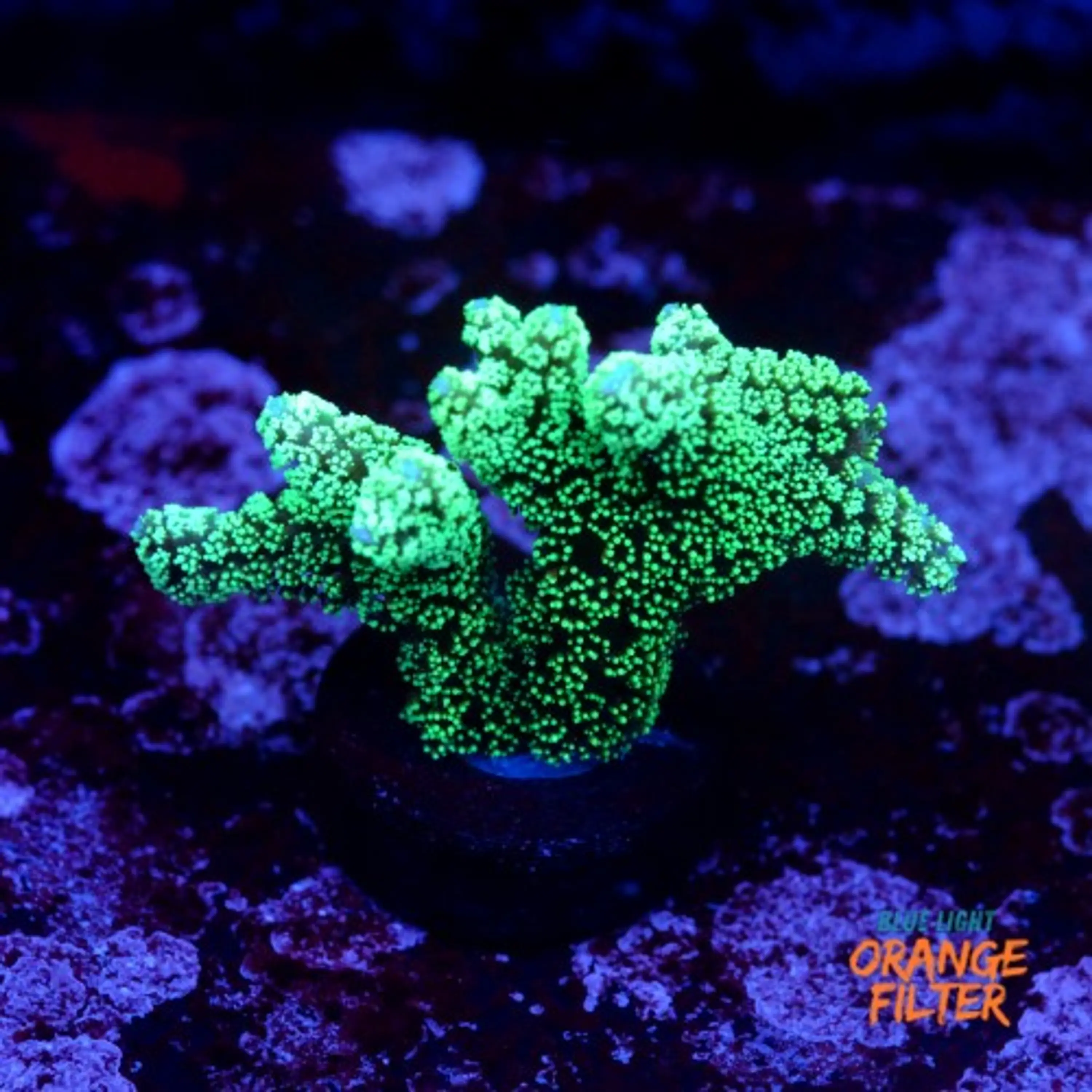 Seriatopora caledrium green