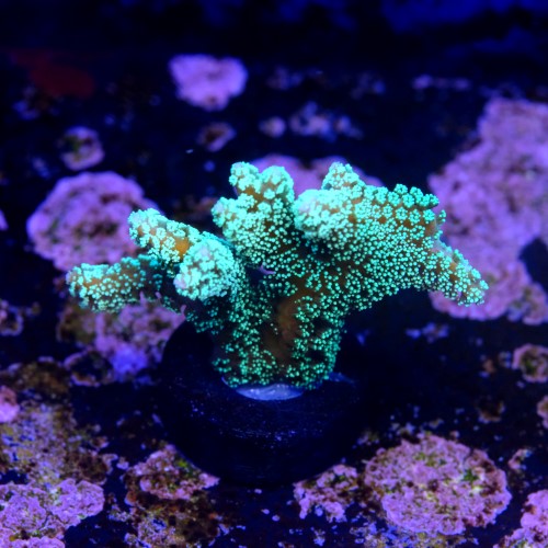 Seriatopora caledrium green 2