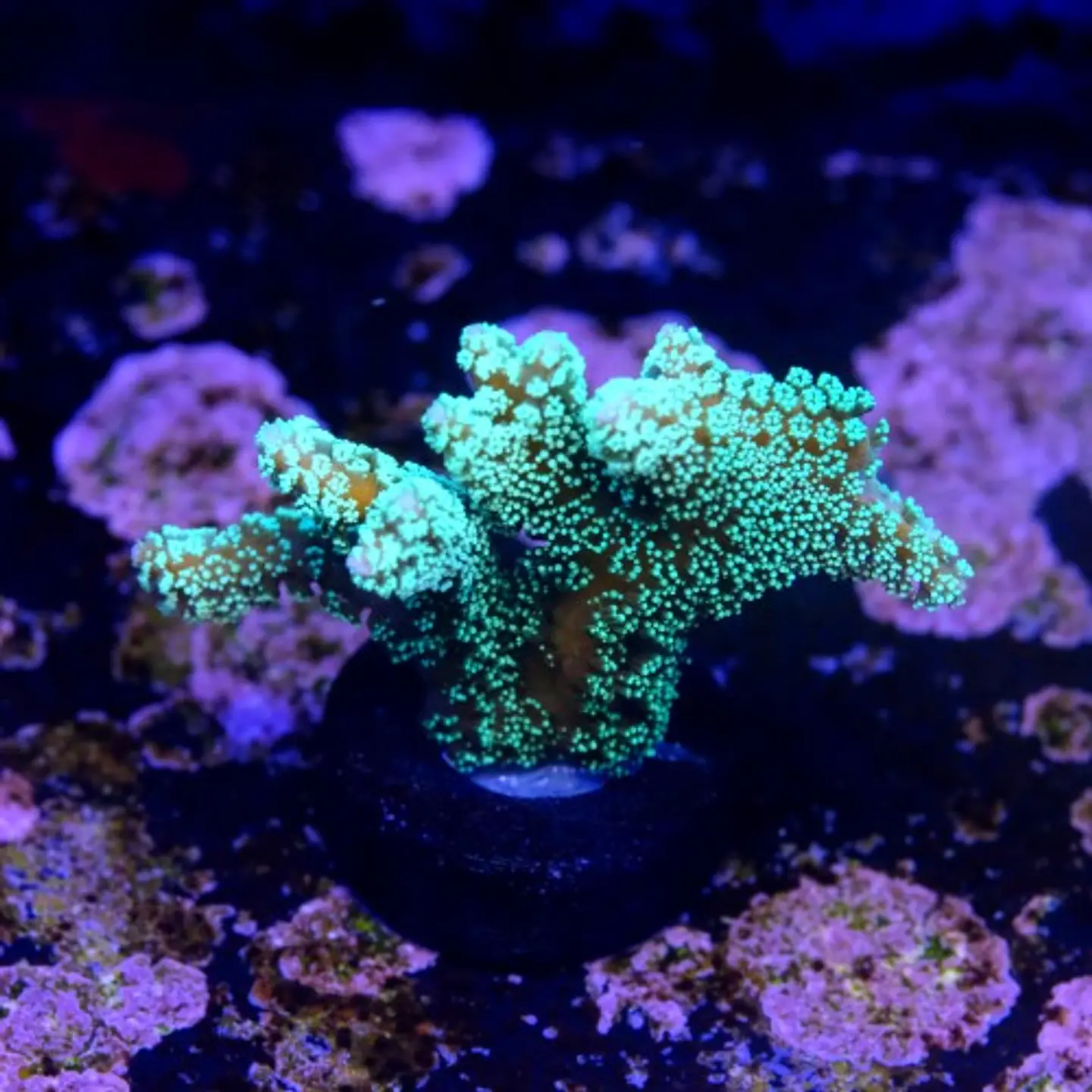 Seriatopora caledrium green 2